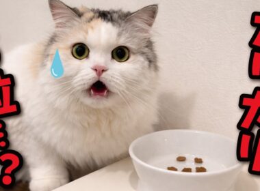 カリカリが６粒しかなかった時の猫の反応がこちら…