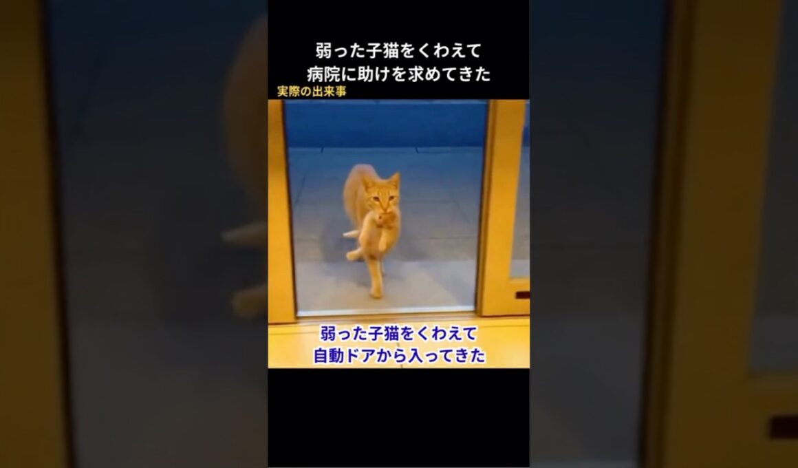 弱った子猫をくわえて自動ドアから入ってきた #猫動画 #保護猫 #感動