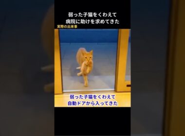 弱った子猫をくわえて自動ドアから入ってきた #猫動画 #保護猫 #感動