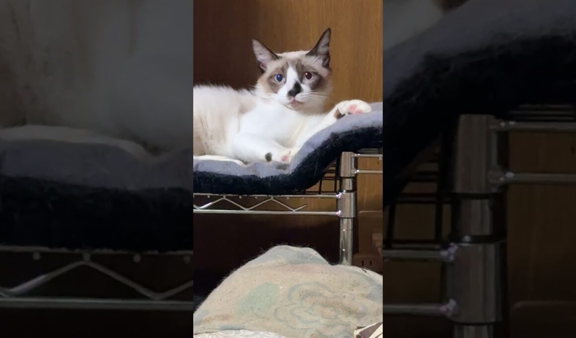 三毛猫ミックス「飛べないネコは単なる〇さ」シャムのパンダ「悔しい」