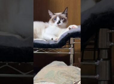 三毛猫ミックス「飛べないネコは単なる〇さ」シャムのパンダ「悔しい」