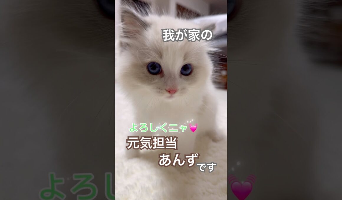 ケージから出られてテンションMAXのあんず君😅💕#ラグドール #猫好きさんと繋がりたい #猫のいる暮らし #ねこ動画
