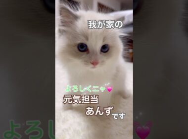 ケージから出られてテンションMAXのあんず君😅💕#ラグドール #猫好きさんと繋がりたい #猫のいる暮らし #ねこ動画