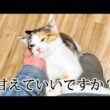 子猫の甘え方が可愛すぎる