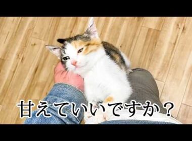 子猫の甘え方が可愛すぎる