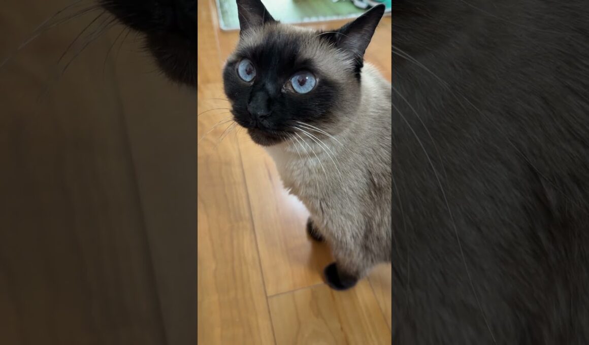 シャム猫のふくさん【たぬき猫】 #cat #しゃむねこ #猫のいる暮らし #猫好きさんと繋がりたい #ねこ #cutecat #cat