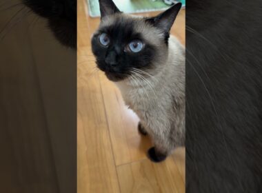 シャム猫のふくさん【たぬき猫】 #cat #しゃむねこ #猫のいる暮らし #猫好きさんと繋がりたい #ねこ #cutecat #cat