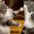 【パンチ‼︎】もふ猫たちのバトル特集！！！ノルウェージャンフォレストキャットとターキッシュアンゴラ