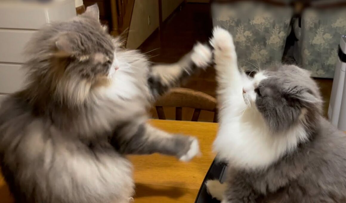 【パンチ‼︎】もふ猫たちのバトル特集！！！ノルウェージャンフォレストキャットとターキッシュアンゴラ