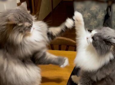 【パンチ‼︎】もふ猫たちのバトル特集！！！ノルウェージャンフォレストキャットとターキッシュアンゴラ