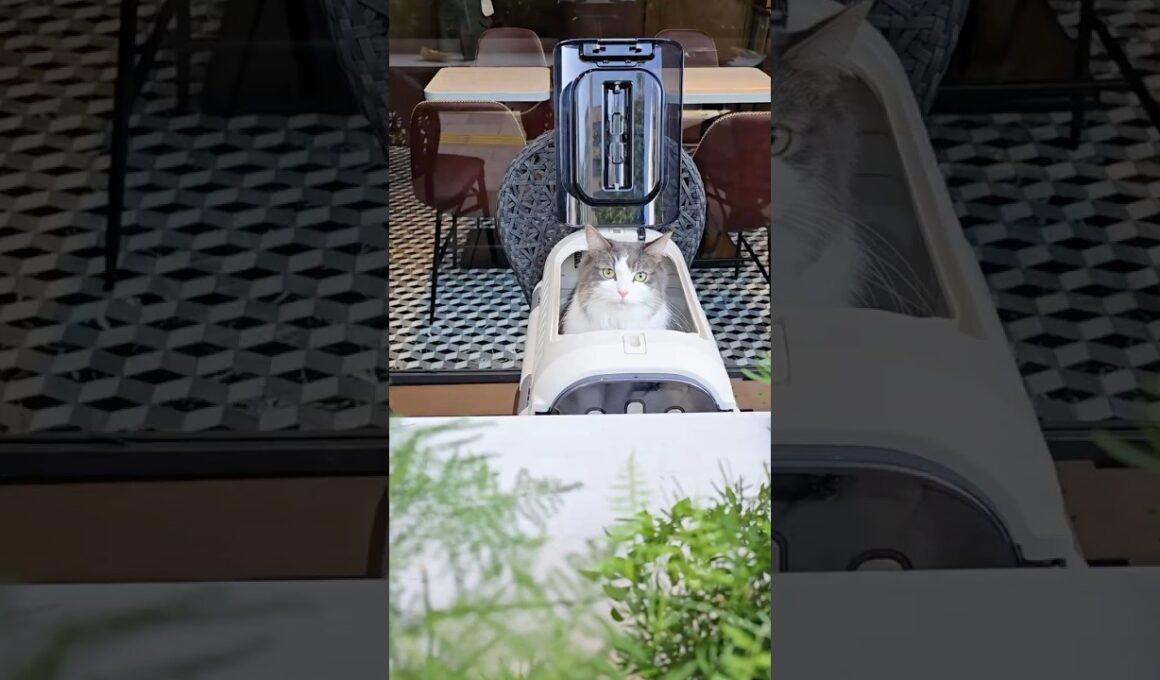 猫OKカフェ見つけた☆