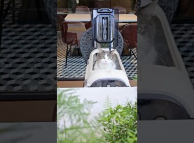 猫OKカフェ見つけた☆