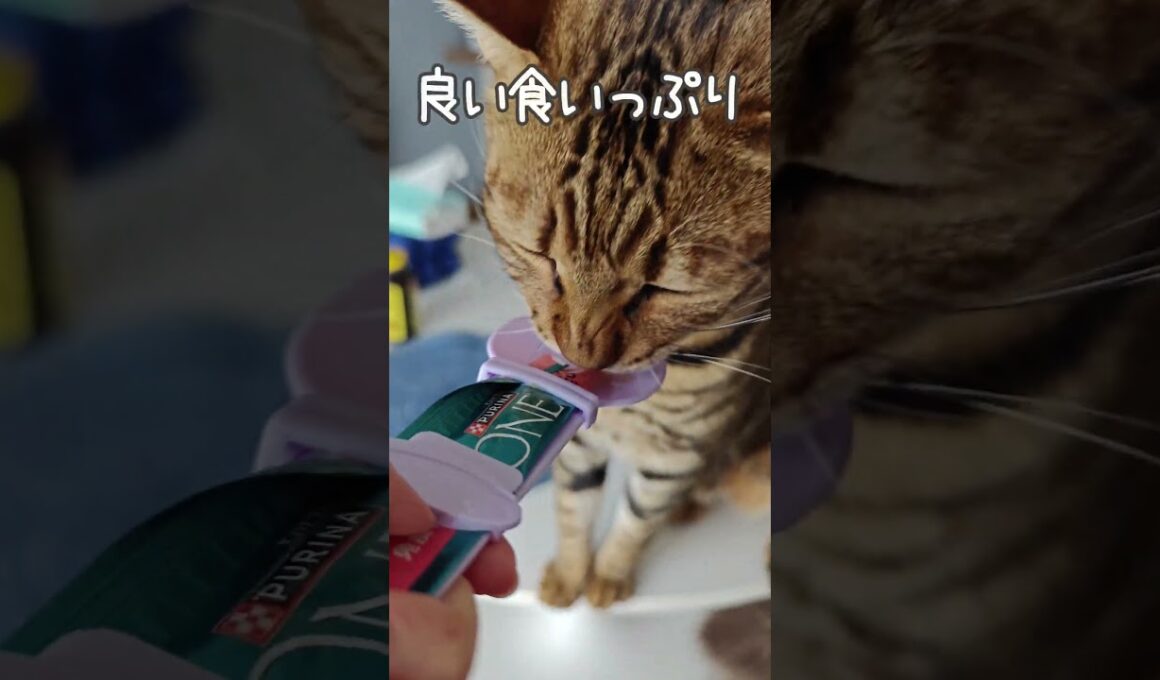 健康診断のご褒美、覚えてしまった猫｜トイガー&ラグドール　#トイガー #ラグドール #catshorts　#猫のいる暮らし #catfunny