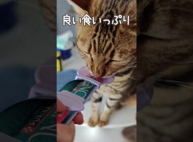 健康診断のご褒美、覚えてしまった猫｜トイガー&ラグドール　#トイガー #ラグドール #catshorts　#猫のいる暮らし #catfunny