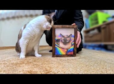 故シャム猫のことが忘れられず遺影を見ては猛烈に悲しむペポ🐈