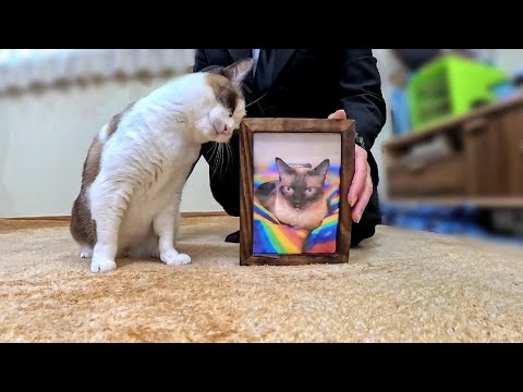 故シャム猫のことが忘れられず遺影を見ては猛烈に悲しむペポ🐈