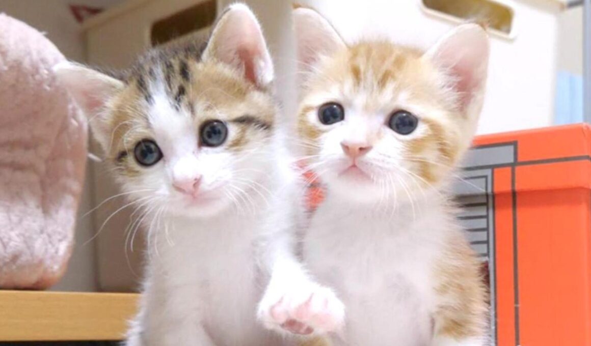 楽しく遊んだ後並んでウトウトする子猫カワイイ【赤ちゃん猫　保護猫】