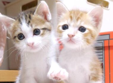 楽しく遊んだ後並んでウトウトする子猫カワイイ【赤ちゃん猫　保護猫】