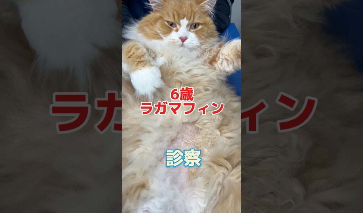 1時間で10回も吐いてる6歳のラガマフィンが動物病院にやって来た！