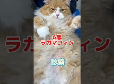 1時間で10回も吐いてる6歳のラガマフィンが動物病院にやって来た！