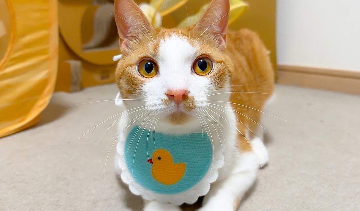 どんどん大人になっていく猫を強制的に子猫に戻します。