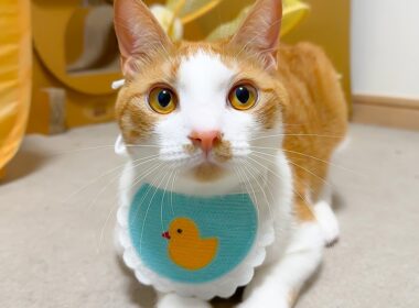 どんどん大人になっていく猫を強制的に子猫に戻します。