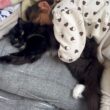 寝かしつけ上手な猫　ラガマフィン　サイベリアンA cat that's good at getting people to sleep. Ragamuffin. Siberian