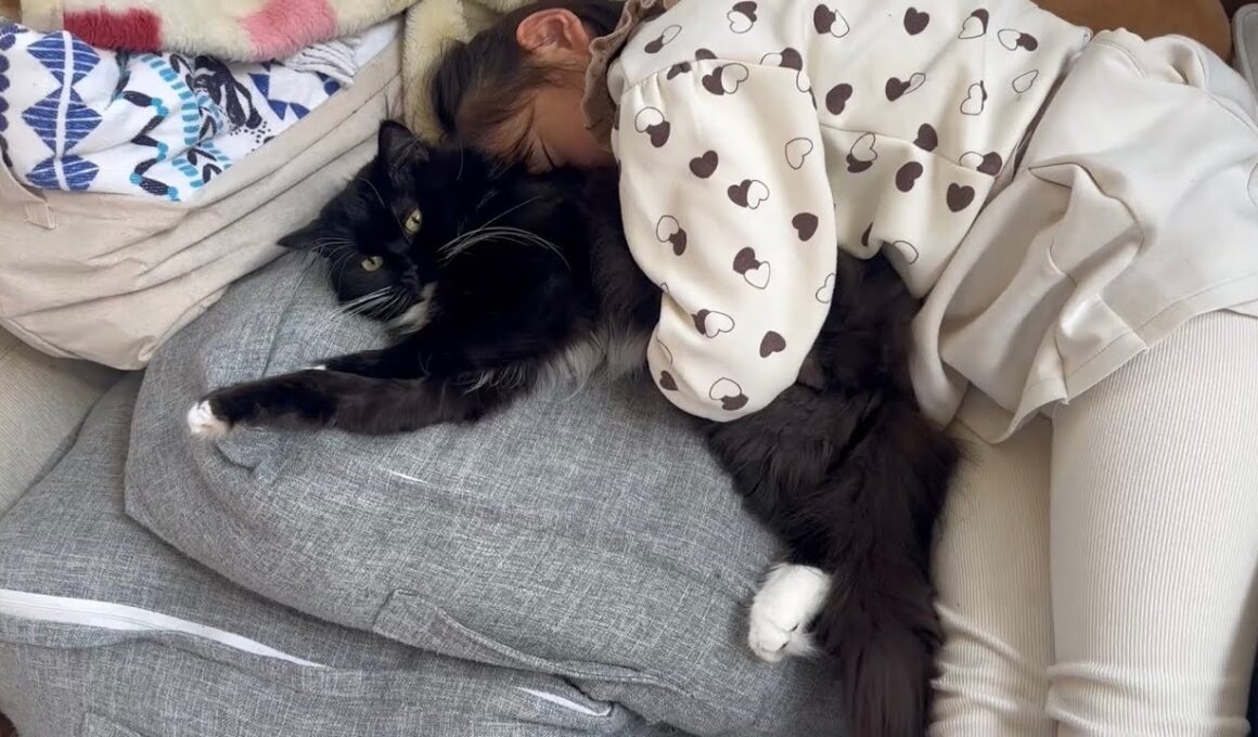 寝かしつけ上手な猫　ラガマフィン　サイベリアンA cat that's good at getting people to sleep. Ragamuffin. Siberian
