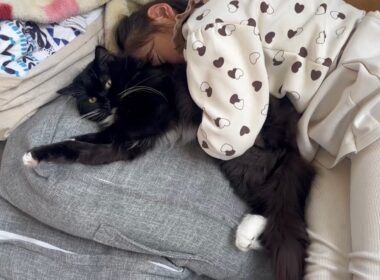 寝かしつけ上手な猫　ラガマフィン　サイベリアンA cat that's good at getting people to sleep. Ragamuffin. Siberian