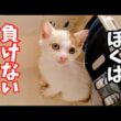 【子猫保護　プー編】親や兄妹と離れ離れになった子猫を保護〜先住お姉さんにチョンパンチされてもめげない子猫が可愛い