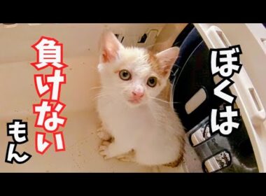 【子猫保護　プー編】親や兄妹と離れ離れになった子猫を保護〜先住お姉さんにチョンパンチされてもめげない子猫が可愛い
