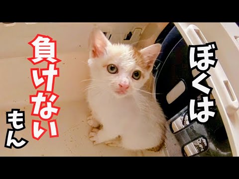 【子猫保護　プー編】親や兄妹と離れ離れになった子猫を保護〜先住お姉さんにチョンパンチされてもめげない子猫が可愛い