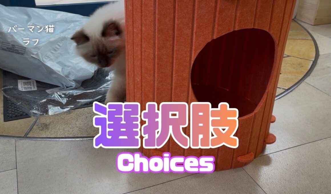バーマン猫ラフ【選択肢】Choices（バーマン猫）Birman/Cat