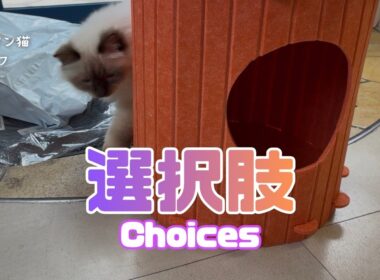 バーマン猫ラフ【選択肢】Choices（バーマン猫）Birman/Cat