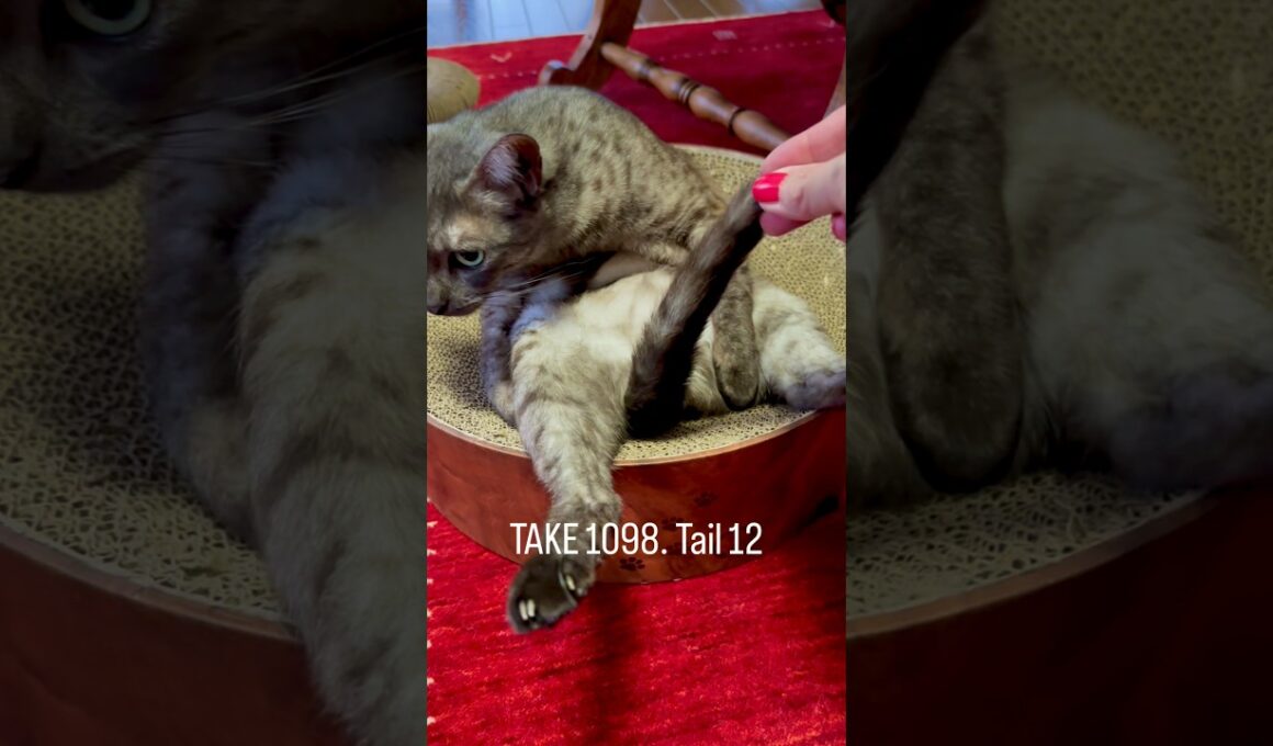 #バリバリボウル にどしんとお尻を据え、左前脚で体を支えて右前足でしっぽを器用に持ってぺろぺろ🤣　#猫しっぽ #グルーミングねこ #エジプシャンマウ #egyptianmaucat #shorts