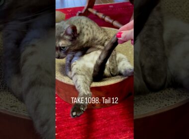 #バリバリボウル にどしんとお尻を据え、左前脚で体を支えて右前足でしっぽを器用に持ってぺろぺろ🤣　#猫しっぽ #グルーミングねこ #エジプシャンマウ #egyptianmaucat #shorts