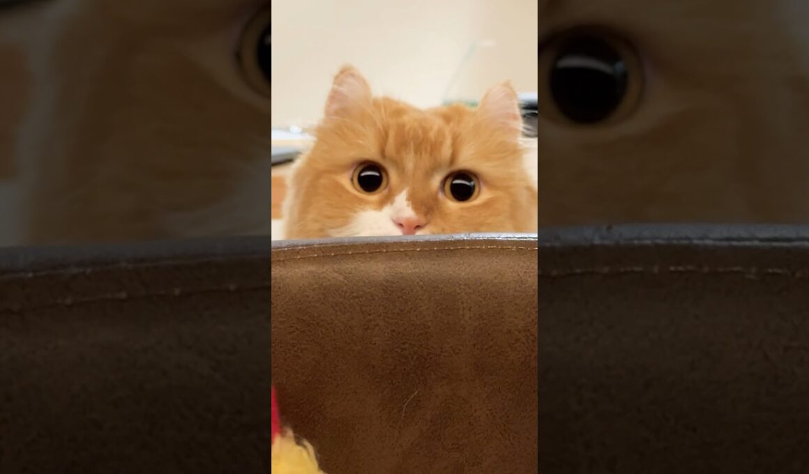 #猫 #猫のいる暮らし #アメリカンカール #cat