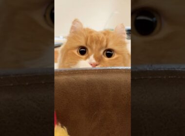 #猫 #猫のいる暮らし #アメリカンカール #cat