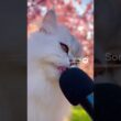 🎧 イヤホン推奨   ゆる〜り🐱ペルシャ、桜の下で鼻息｜AI映像ラボ