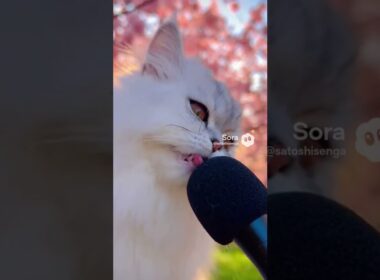 🎧 イヤホン推奨   ゆる〜り🐱ペルシャ、桜の下で鼻息｜AI映像ラボ