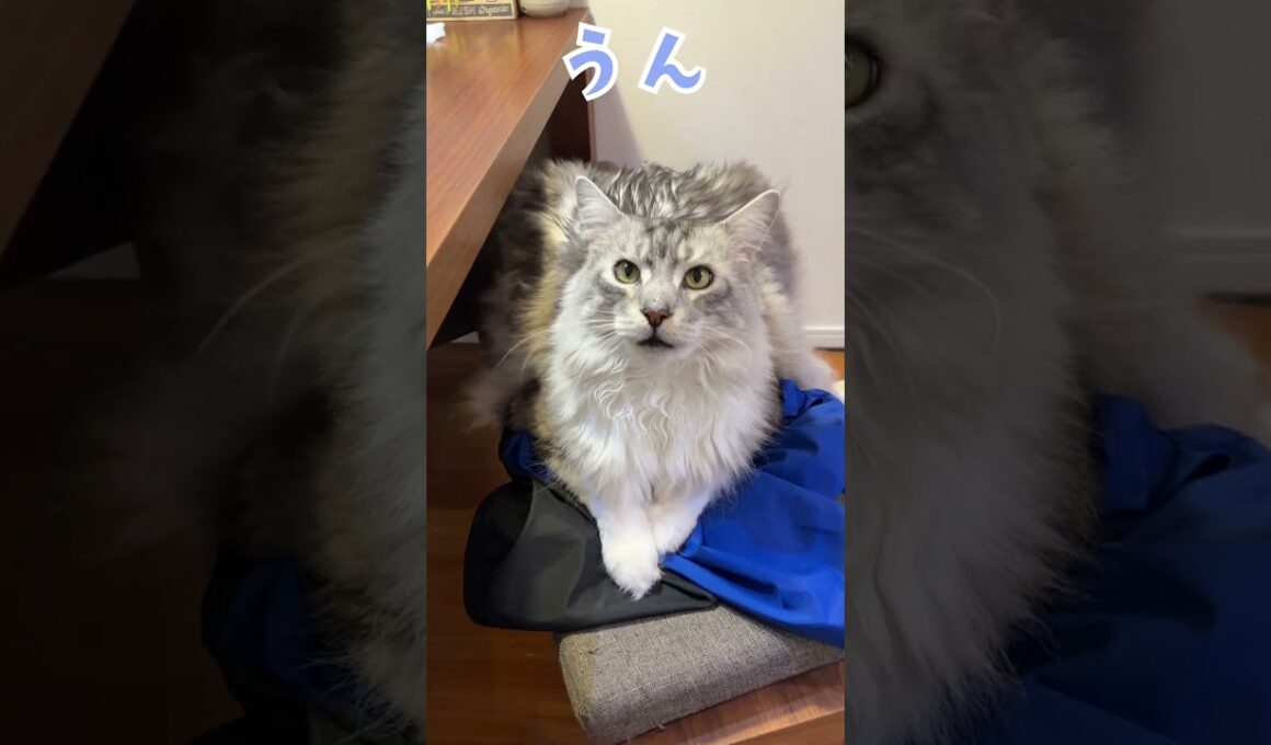 少年の帰りを待つ大型猫メインクーンの鳴き声#short