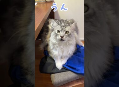 少年の帰りを待つ大型猫メインクーンの鳴き声#short