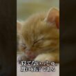 🐱寝てないっしゅと寝言をいう子猫   #cat #kitten #猫 #子猫 #ねこ #こねこ #保護猫  #shorts  #猫のいる暮らし