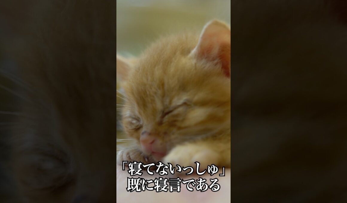 🐱寝てないっしゅと寝言をいう子猫   #cat #kitten #猫 #子猫 #ねこ #こねこ #保護猫  #shorts  #猫のいる暮らし