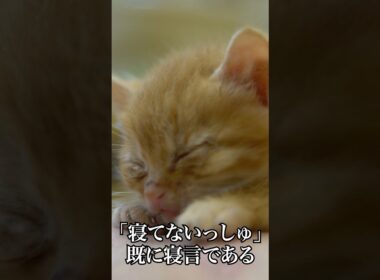 🐱寝てないっしゅと寝言をいう子猫   #cat #kitten #猫 #子猫 #ねこ #こねこ #保護猫  #shorts  #猫のいる暮らし