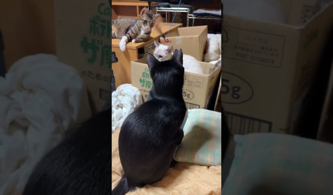 羽のワイヤー猫じゃらしに燃えるシャム雫、黒猫の黒夢。ハチャメチャかわゆいｗ