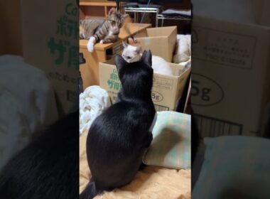 羽のワイヤー猫じゃらしに燃えるシャム雫、黒猫の黒夢。ハチャメチャかわゆいｗ