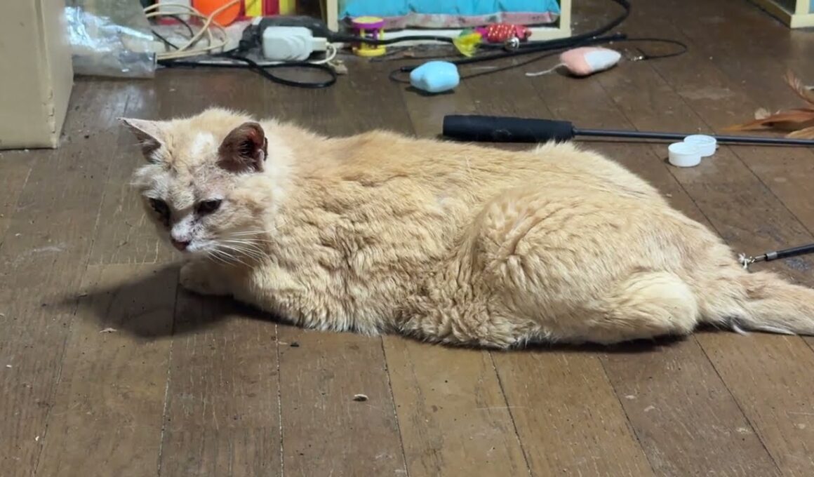 三毛猫ミックスは、シャム雫のお気に入りのイス。シャムのパンダは、三毛猫ミックスが好きなマット