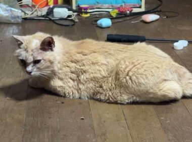 三毛猫ミックスは、シャム雫のお気に入りのイス。シャムのパンダは、三毛猫ミックスが好きなマット