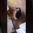 黒猫とシャム猫🐾#ねこ #猫 #cat #Shorts
